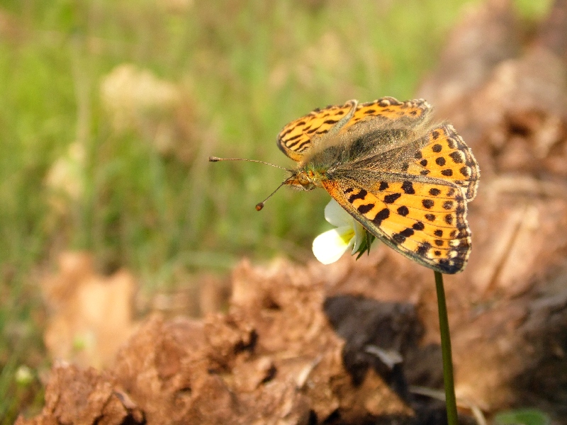 L''insostenibile peso di una farfalla...